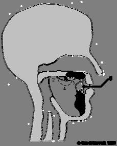 Orális csettintőhangok (nem kell megtanulni!) 1. Anterior (front) oral closure (in this case on the alveolar ridge in contact with the back of the teeth, for a dental click) 2.