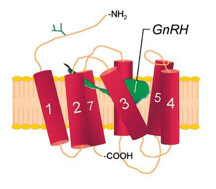 A GnRH receptor mint célfehérje 7TM receptor Számos tumortípuson overexpresszált