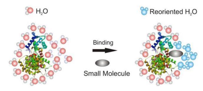 Kötődésvizsgálat: MST MST: Microscale Thermophoresis - Biomolekuláris