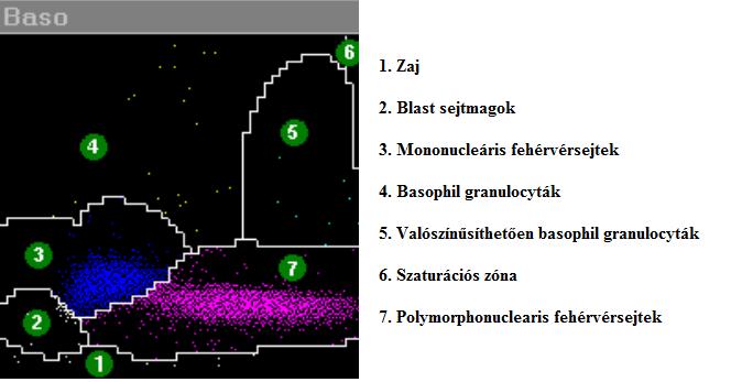 sejtmag alakja határozza meg, ezért a diagramon balról jobbra haladva helyezkednek el a monocyták és lymphocyták, majd őket követik a neutrophil és eosinophil granulocyták (ADVIA Operator s Guide, é.