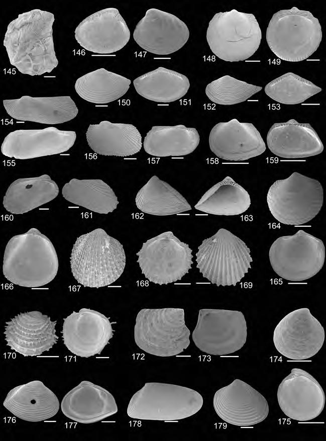 Középső-eocén fauna a Párizsi-medencéből 161 145 179. ábra. Kisméretű középső-eocén kagylók Damery lelőhelyről. Méretarány: 1 mm Fig. 145 179. Small-sized Middle Eocene bivalves from Damery locality.