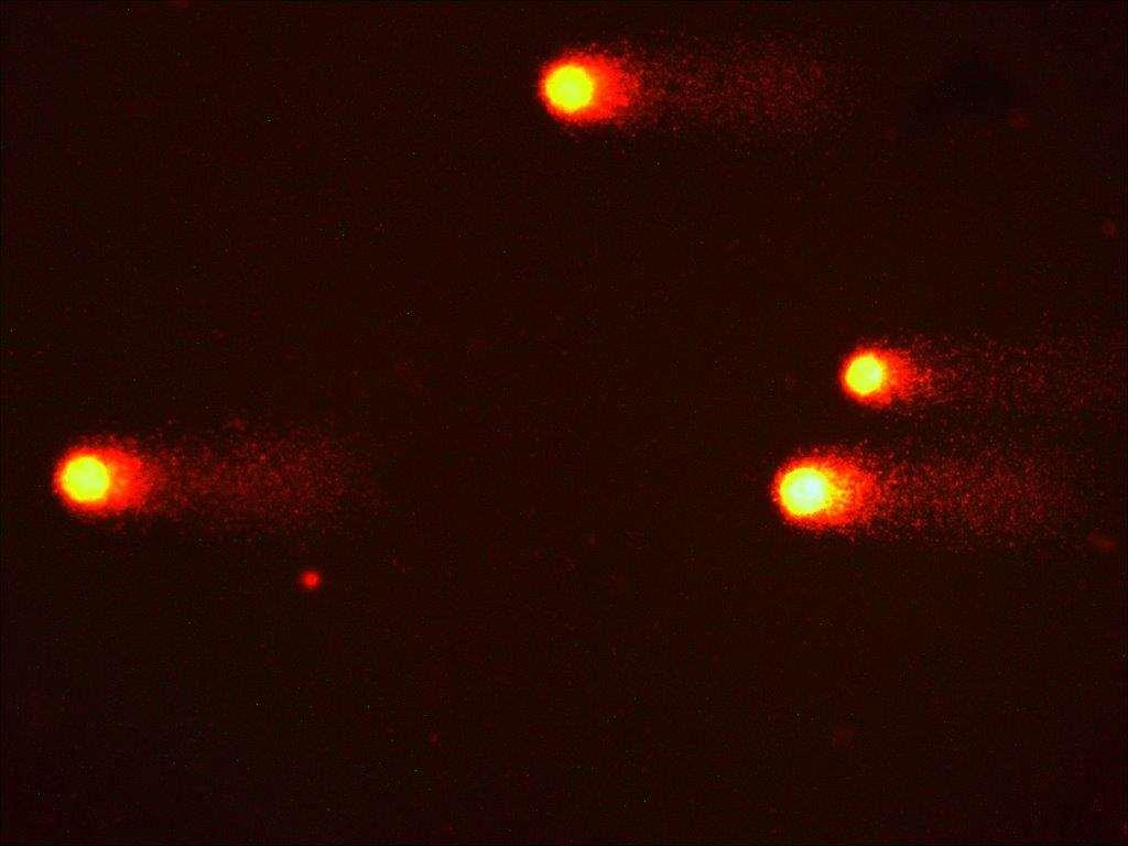 OECD 489: In Vivo Mammalian Alkaline Comet Assay - érzékeny; - egyszerre két vagy több szövettípus vizsgálata; - viszonylag kevés sejtet igényel; -
