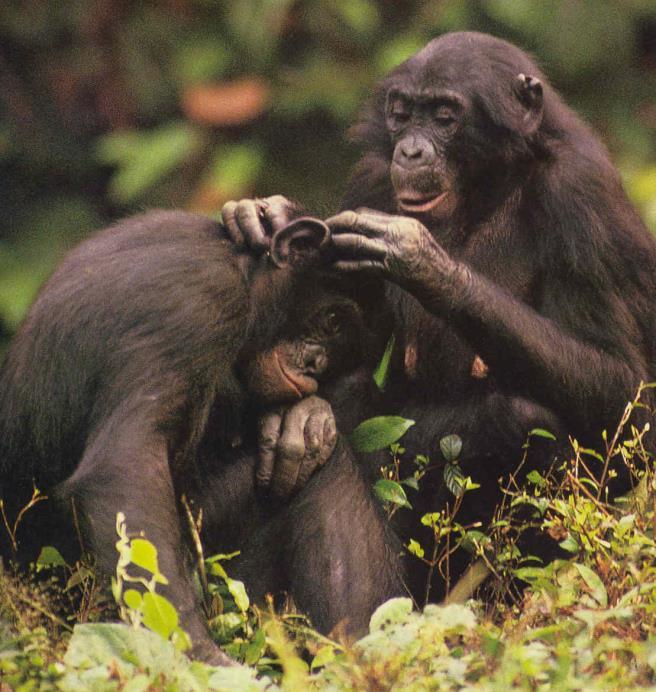 Szociális szerkezet Csoporttagok közötti kapcsolatok: anya - kölyök: kötődés, szülői gondoskodás Bonobók hím hím: kooperáció (vadászó szövetségek, nőstényszerző szöv.