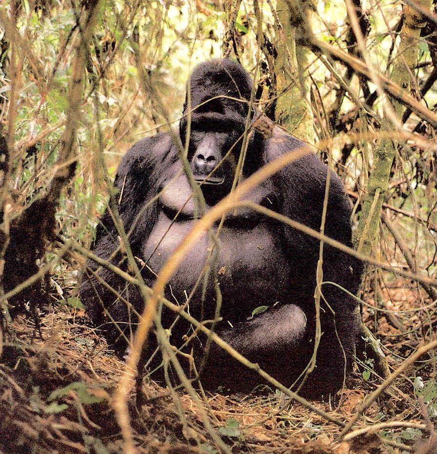 Gorilla (Gorilla gorilla) Növényevő Hárem: Egy idősebb, domináns hím (ezüsthátú ) Fiatal hímek, nőstények és kölykeik