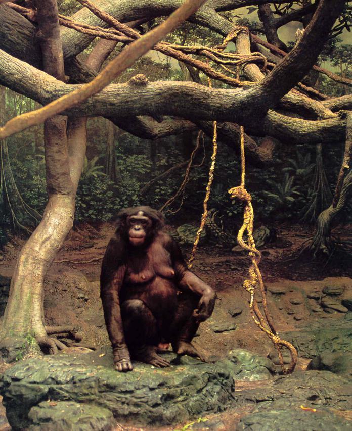 Promiszkuis nagycsoport A partik alapját nőstények csoportja képezi Bonobó (Pan