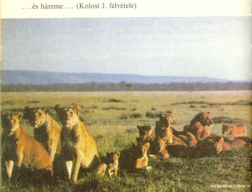 Az oroszláncsapat Összetétel: nőstények (6-12) hímek (1-6) kölykök Rokonsági viszonyok Életciklus (rezidens nőstények, vándorló hímek,)