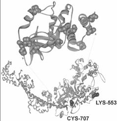 Példa alkalmazásra: 9-Anthroylnitrile kötése a miozin S1-hez 12 szerinből 1 jelölhető