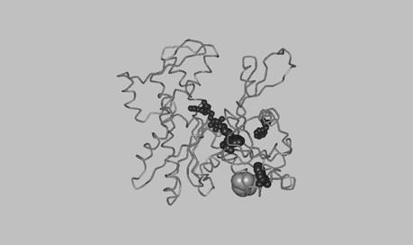 A kioltók típusai Semleges kioltók: Akrilamid, nitroxidok sztérikus viszonyok jellemzése Példa: Triptofán fluoreszcencia kioltása az aktin monomer és polimer formájában Töltéssel rendelkező kioltók: