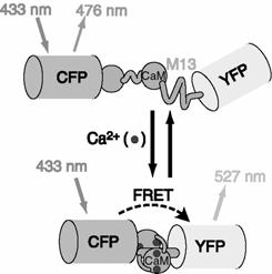 Egy alkalmazás alapgondolata Cameleons: Ca 2+ indicators based on CaM + GFP mutants A módszer sejtbiológiai vizsgálatokban is alkalmazható Fuorescence resonance/förster energy transfer (FRET) is the