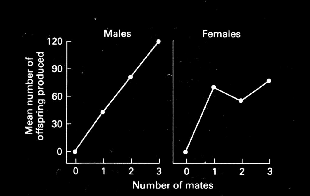 Érdekellentét az ivarok között a szaporodás során Bateman-féle hipotézis (1948): Drosophila melanogaster Hím szaporodási sikere (RS) nő a párok számával Hímek érdeke minél több