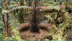 (Prionodura