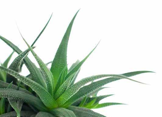 A bélrendszer egészségéért Aloe Vera Plus Az évezredek óta jótékony hatásáról
