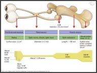 Anterir Ischemic Optic