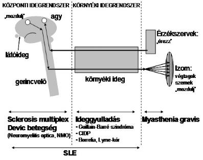 Akut antechiasmalis pticpathiák aetipatmechanizmus szerint Leber Hereditary Optic Neurpathy MimickingNeurmyelitis Optica Cllin M. McClelland et al.