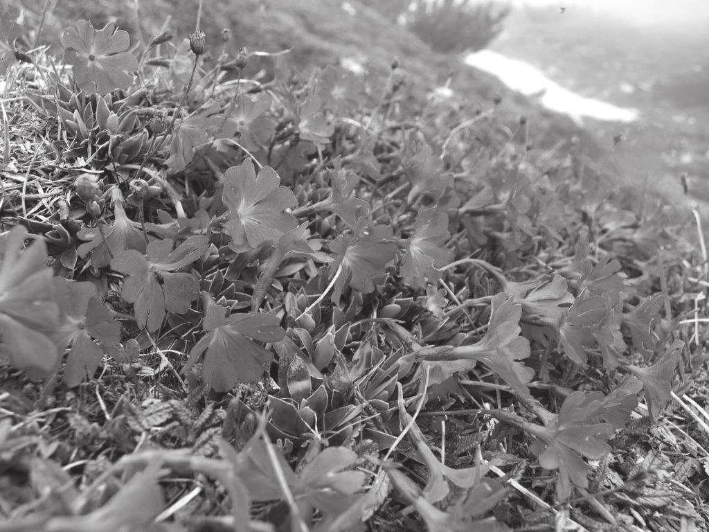 A szelekciós tényez megsz nése miatt igen fajgazdag flóra tárult a szemünk elé, melyekre példa a sárga gy sz virág (Digitalis grandiflora), a sárga ibolya (Viola biflora), vagy akár a bókoló