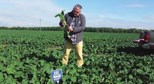 A következetesen elvégzett agrotechnika és a tápanyag-ellátásnak köszönhetően az elmúlt években sikerült a terméseredményeket javítani és stabilizálni.