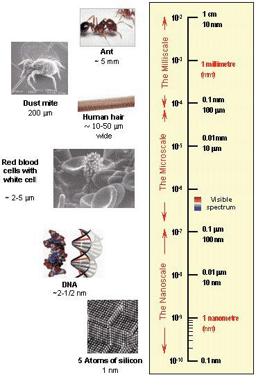 Hangya Emberi hajszál DNS Nanoskála Mikroskála Milliskála 1 milliméter Látható spektrum 10