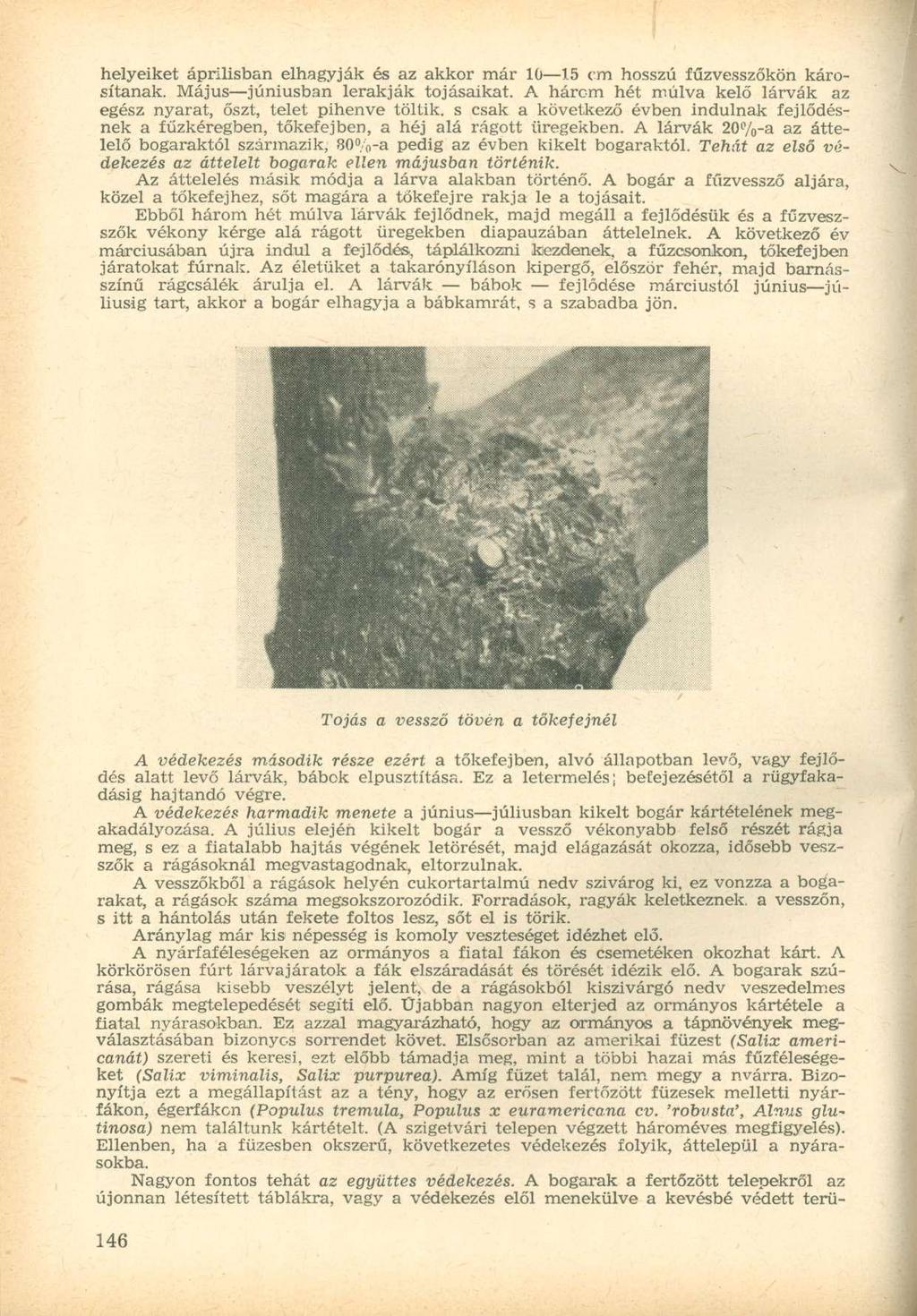helyeiket áprilisban elhagyják és az akkor már 10 15 cm hosszú fűzvesszőkön károsítanak. Május júniusban lerakják tojásaikat.