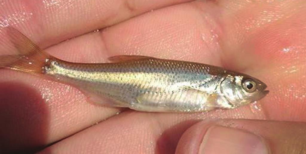 Murarátkánál, a parti kövezés mentén a szokásos küsz (Alburnus alburnus), sujtásos küsz (Alburnoides bipunctatus), balin (Aspius aspius), domolykó (Leuciscus cephalus) és menyhal (Lota lota) mellett