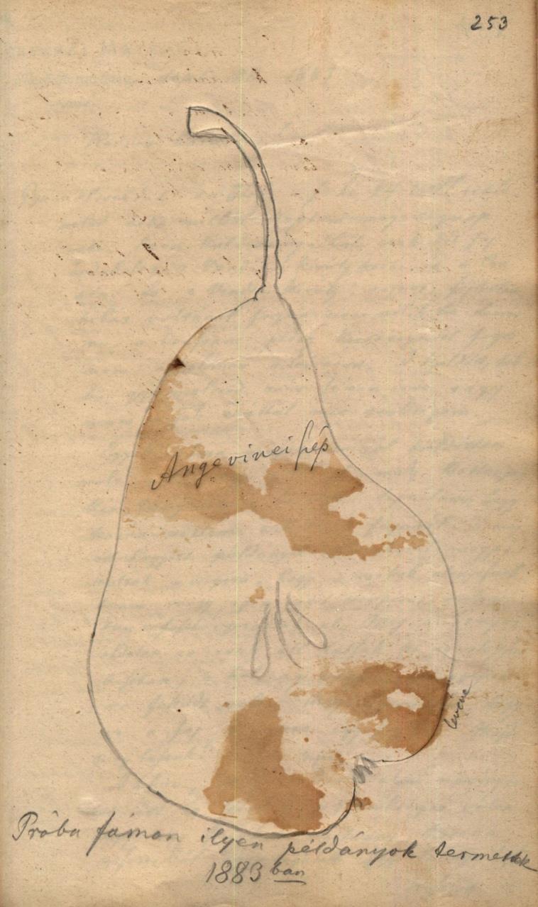 Amerikai színes Nagy arany peppin Portugalli kormos renet (Lelőhelye: Magyar Mezőgazdasági Múzeum Adattára SZE 179. ltsz.) * * * 253.