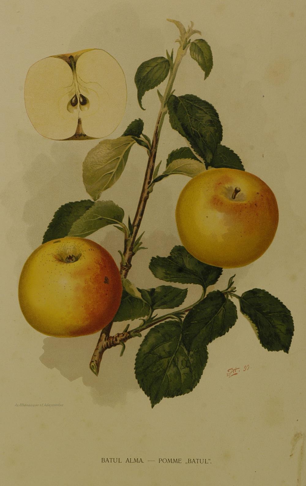 A Batul alma leírása. In: Magyar pomológia I-II. Összeáll. Rudinai Molnár István. Bp., 1899 1904.