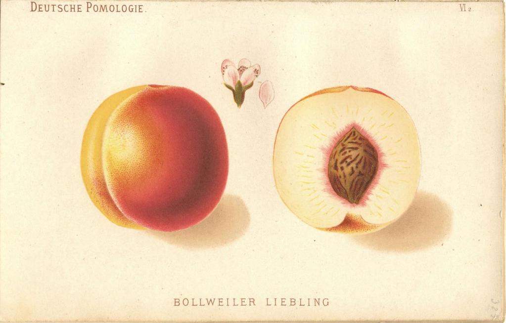 KÉPEK Bollwiller Liebling (őszibarack) A Wilhelm Frick bécsi cs. és kir.