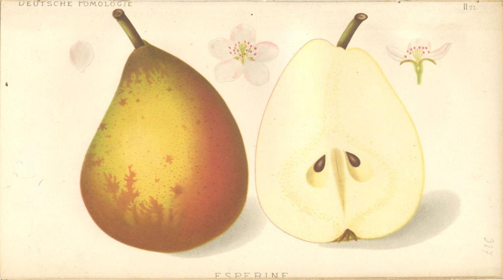 KÉPEK Esperine (körte) A Wilhelm Frick bécsi cs. és kir.