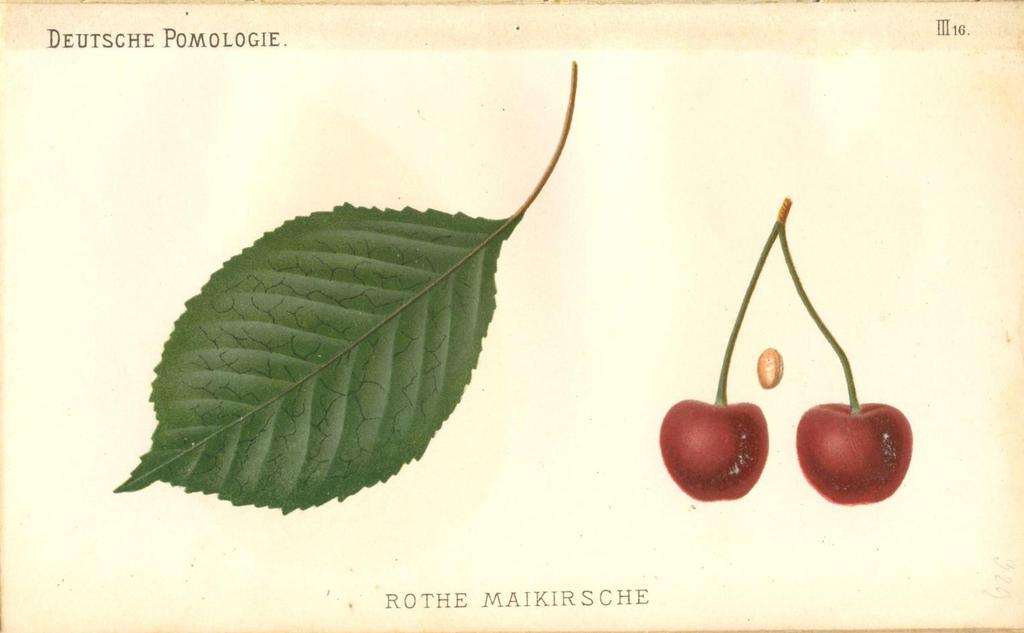 KÉPEK Rothe Maikirsche A Wilhelm Frick bécsi cs. és kir.