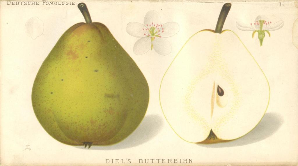 KÉPEK Diel s Butterbirne A Wilhelm Frick bécsi cs. és kir.