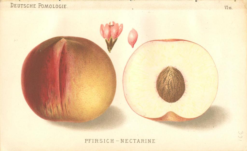 KÉPEK Pfirsich Nectarin A Wilhelm Frick bécsi cs. és kir.