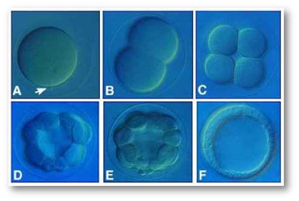 Mivel ma az embrionális fejlődés kezdeti stádiumait jól ismerjük, így ezekből visszakövetkeztethetünk a többsejtűség kialakulásának folyamatára. 1.