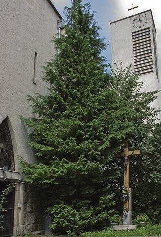 266 BUDAI-ÉSZAKI ESPERESKERÜLET lyonként külön csoportokban. A Remetekertvárosi és az Ökumenikus Iskola összevont csoportjaiban a hitoktató tanít. A 15 tagú énekkar alkalmanként vállal szolgálatot.