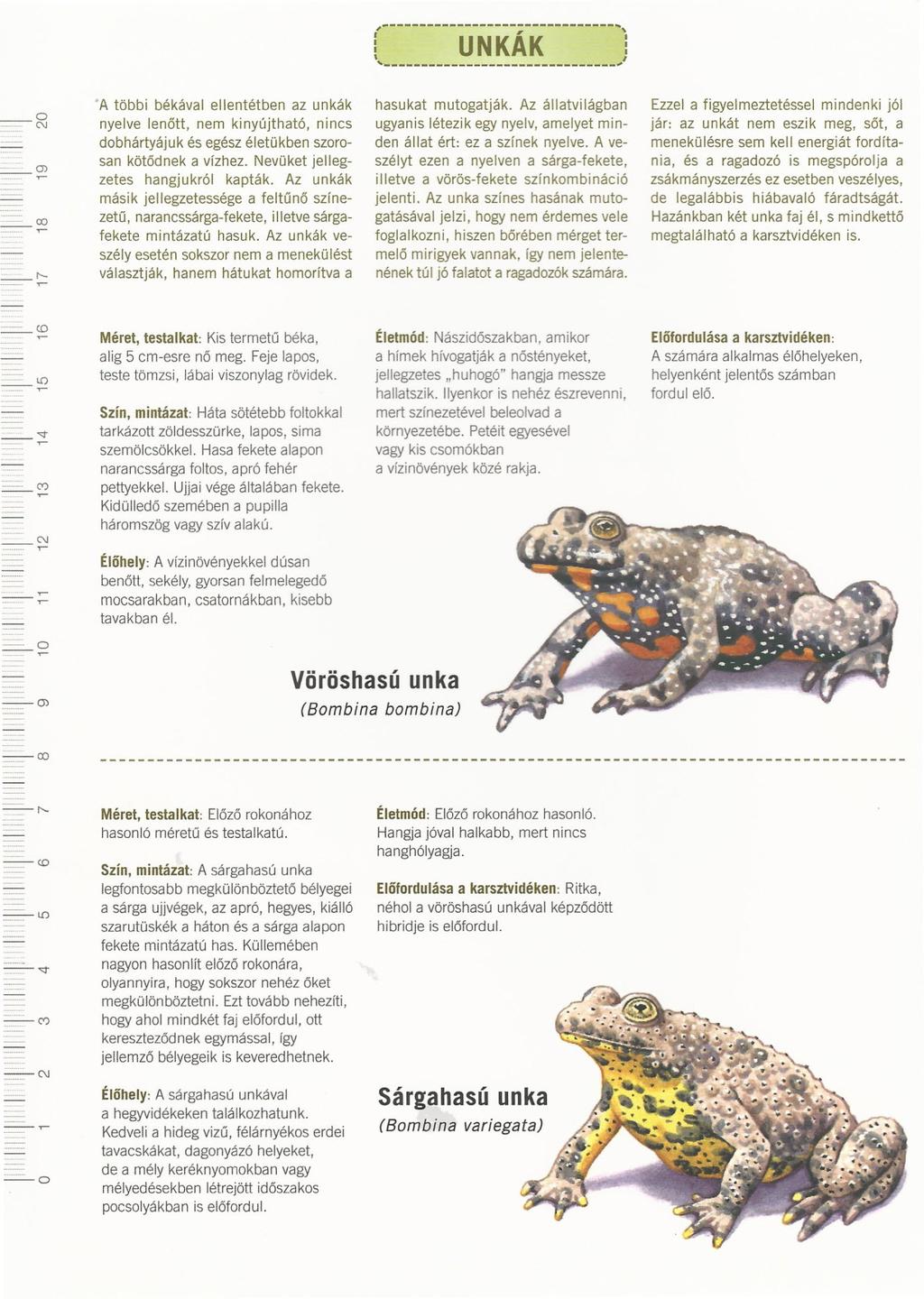 -------------------------------, [ UNKÁK ;,-------------------------------, --~ 'A többi békával ellentétben az unkák nyelve lenőtt, nem kinyújtható, nincs dobhártyájuk és egész életükben szorosan