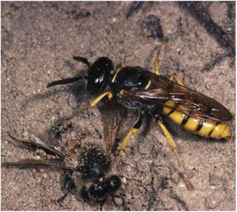 A méhfarkas költőkamrákat kapar a talajba és fejlődő lárváit naponta eteti megbénított méhekkel. A darázs kirepüléskor egy tájékozódó kört repül a fészek körül.