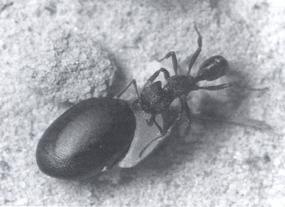 a Rhytidoponera hangya, amely a képen egy Acacia magot visz) - diszperziós polimorfizmus (romló környezeti feltételek esetén diszperzív, pl.