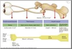 MITOCHONDRIÁLIS monogénes ( autoszomális domináns-/recesszív-/maternális) izolált opticus neuropathiák betegség csoportok az egy vagy kétoldali, progresszív LÁTÁSVESZTÉS hátterében A legfontosabb