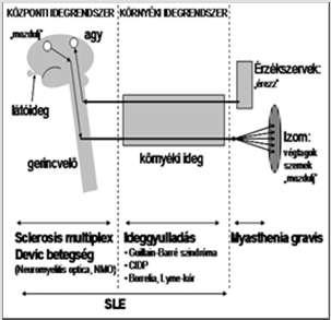 Neuropathia öröklődő Mitochondriális Opticus Neuropathia öröklődő szerzett Neuritis n.ii.