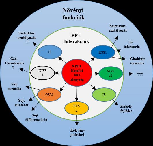 3. ábra: A PP1 katalitikus alegységhez kapcsolódó regulátor alegységek és azok funkciói a növényi sejtben.