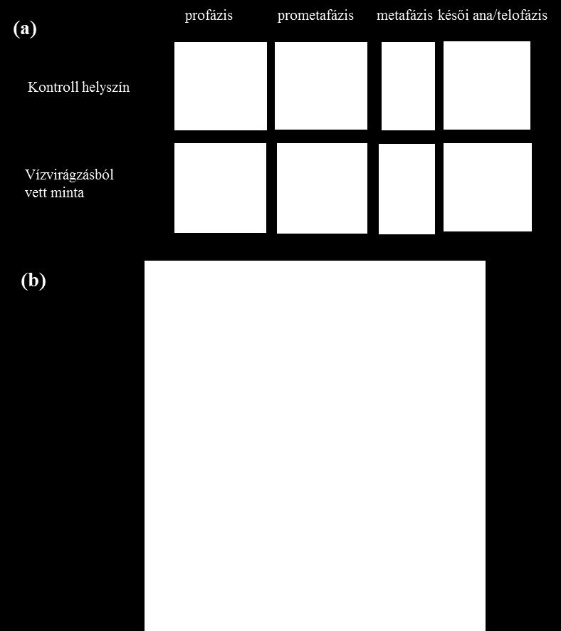 6. ábra: H3S1ph jelölés. (a) konfokális mikroszkóppal készült felvételek, C.