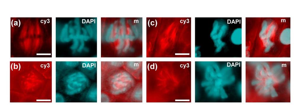 (b) cy3 DAPI (e) (f) (g) (h) (i) (j) (k) (l) 7.