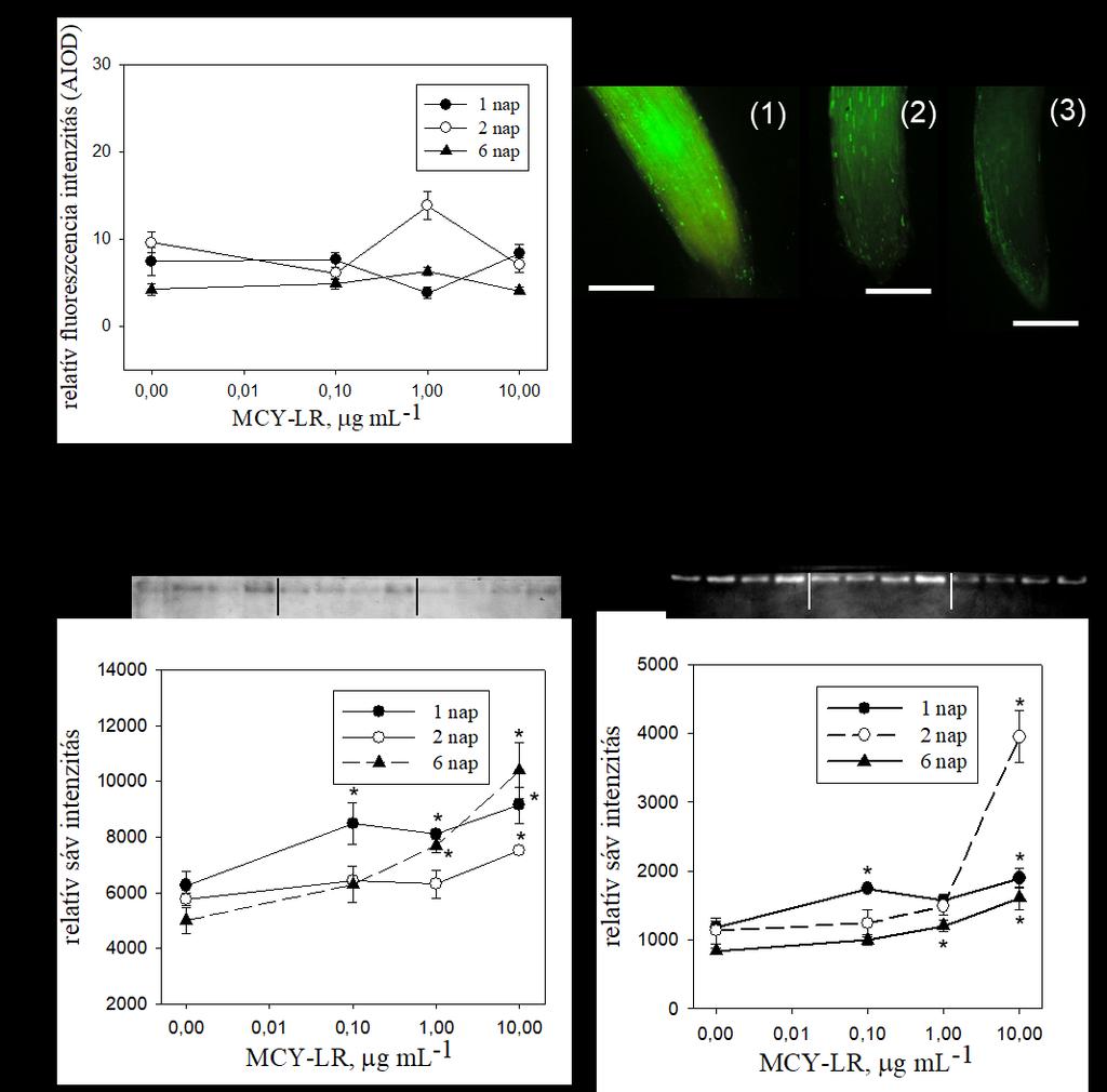 1. ábra: A MCY-LR idő és dózisfüggő hatása a ROS szintre valamint a peroxidáz és kataláz aktivitásra V. faba gyökerekben.