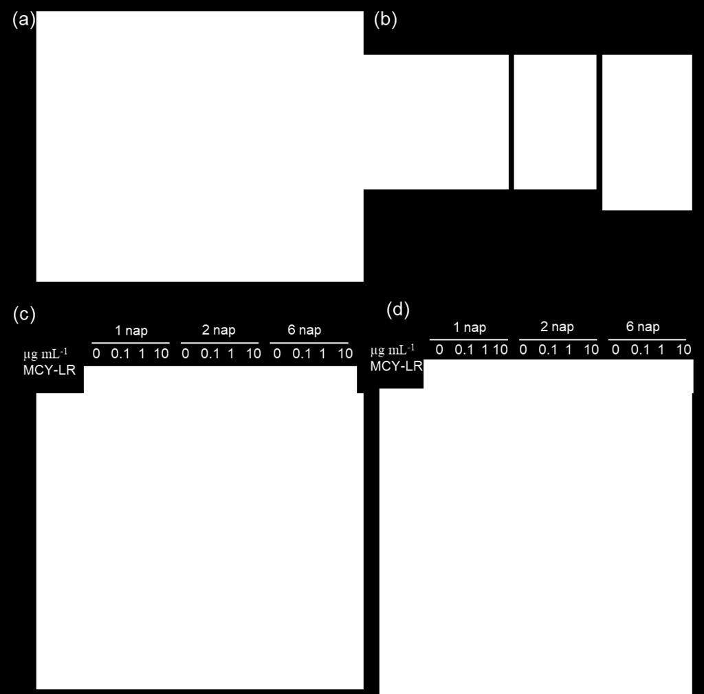 (b1) pozitív kontroll, 1 napos 1 µm H 2O 2 kezelés, (b2) kontroll gyökércsúcs 1 nappal a kezelés indítása után, (b3) 1 napos 1 µg ml -1 MCY-LR