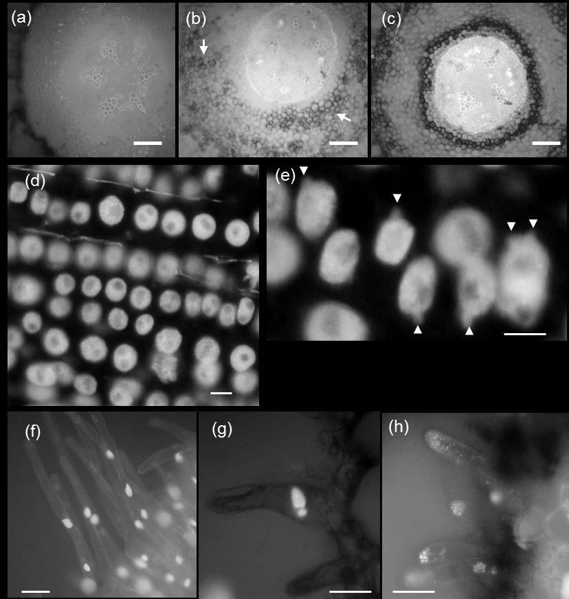 12. ábra: (a-h) Fluoreszcens mikroszkóppal detektált CYN indukálta sejthalál V. faba standard fajta gyökereiben (gerjesztési hullámhossz: 32-36 nm).