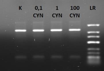 (a) PCR reakció során keletkezett termék agaróz gélelektroforézise (a DNS-t etídium-bromiddal detektáltuk); (b) qpcr eredmények. Mindkét esetben,1,