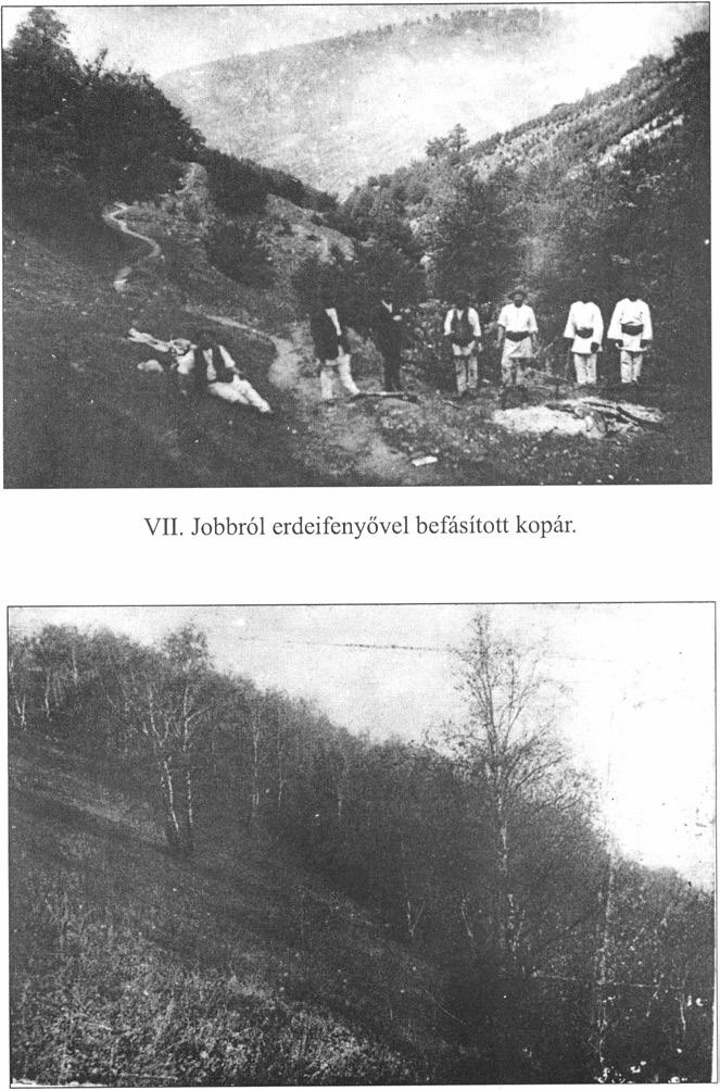 VIII. Fenyőerdősítés