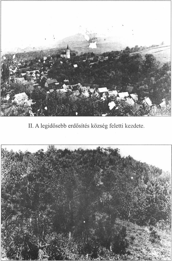 III. A legidősebb erdősítés részlete