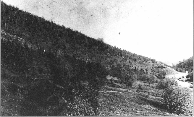 VI. Az 1914. évi(?) versenyerdősítés.