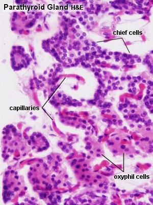 Két sejttípus: Fősejtek: (Chief cells) Leggyakoribb sejttípus. Kicsi kerek sejtek, világos sejtmaggal és gyengén acidofil cytoplazmával. Parathormon szintézise. Oxifil sejtek: Kevéssé gyakori.