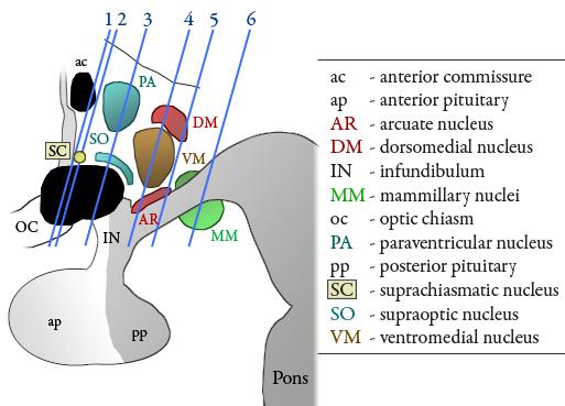 Hypotalusz: Hormontermelés: Nucleus paraventricularis és nucleus supraopticus: sötéten festődő területek, a hypothalamus