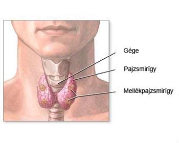 Pajzsmirigy, mellékpajzsmirigy: Entodermális szervek Hormonjai: glikoproteinek: